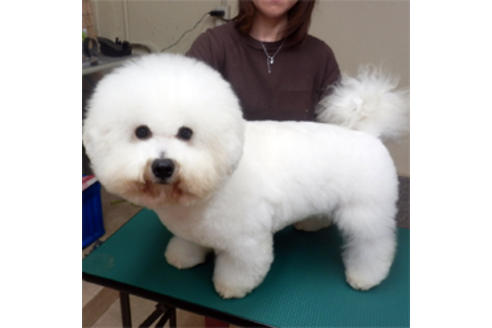 販売中のビションフリーゼの親犬